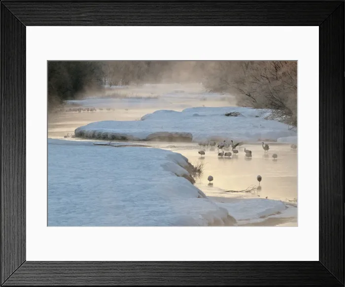Framed Print : Red-crowned Crane - group in early morning light - at river roost site - Kushiro - Hokkaido Island - Japan Framed Print : Red-crowned Crane - group in early morning light - at river roost site - Kushiro - Hokkaido Island - Japan