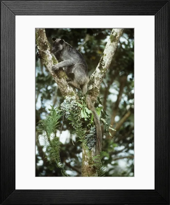 Framed Print : Grizzled Tree Kangaroo - New Guinea Framed Print : Grizzled Tree Kangaroo - New Guinea