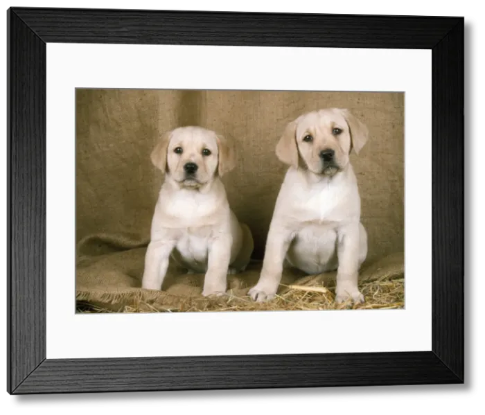 Framed Print : Labrador Retriever Dog - 8 wek old puppies sitting Framed Print : Labrador Retriever Dog - 8 wek old puppies sitting
