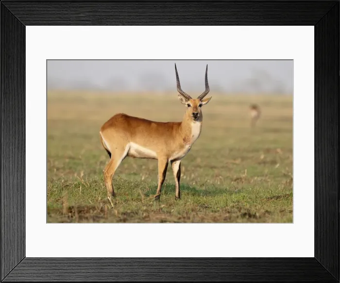 Framed Print : Lechwe - standing in short grass - Chobe River - Botswana Framed Print : Lechwe - standing in short grass - Chobe River - Botswana