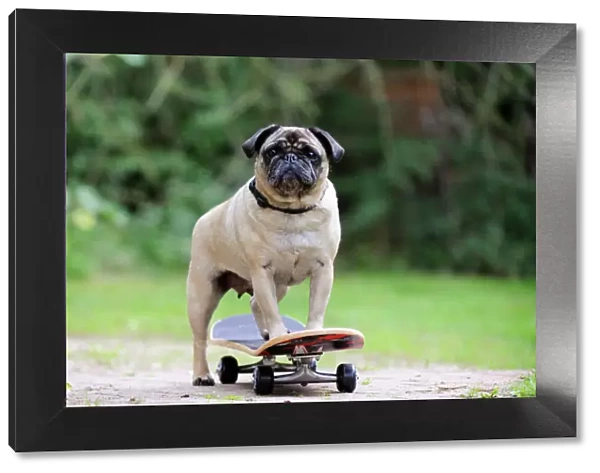 DOG. Pug on skateboard