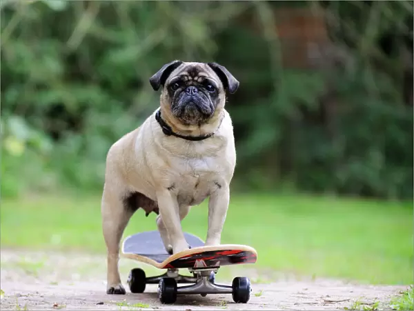 DOG. Pug on skateboard