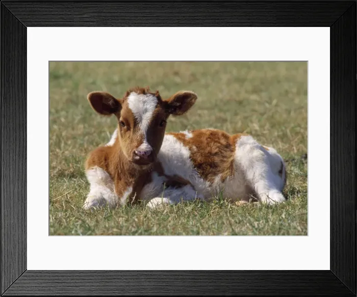 Framed Print : Friesian Cattle - calf Framed Print : Friesian Cattle - calf