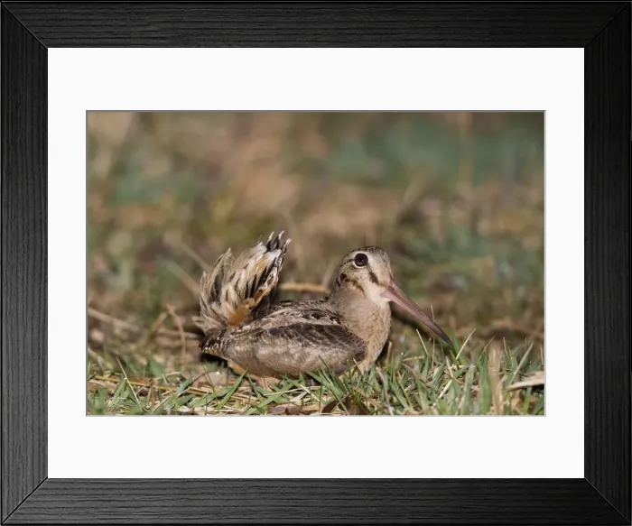 Framed Print : American Woodcock, on breeding territory during courtship. CT in March. USA Framed Print : American Woodcock, on breeding territory during courtship. CT in March. USA