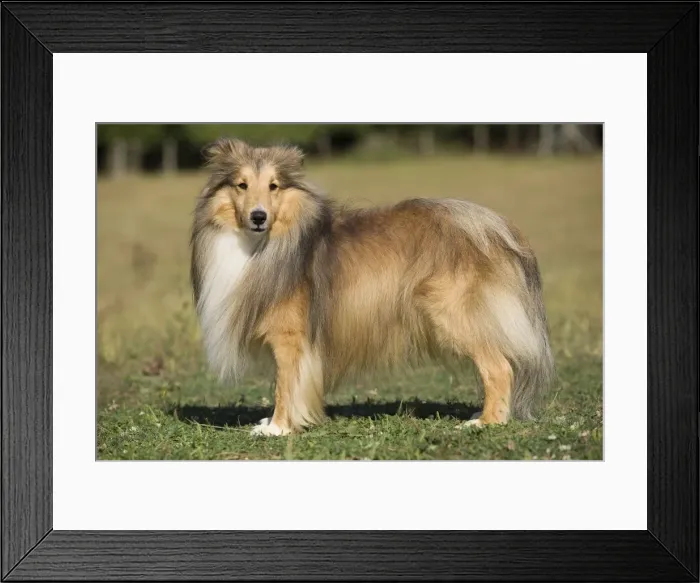 Framed Print : Dog - Shetland sheepdog Framed Print : Dog - Shetland sheepdog