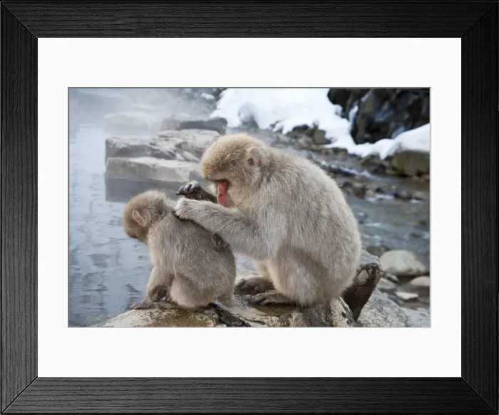 Framed Print : Japanese Macaque - adult grooming youngster on pool edge - Jigokudani Park - Japan Framed Print : Japanese Macaque - adult grooming youngster on pool edge - Jigokudani Park - Japan