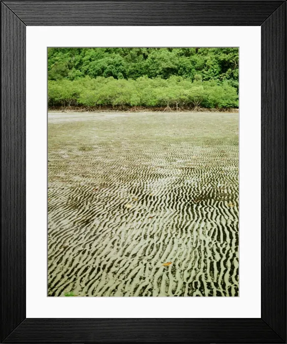 Framed Print : Mangrove - Fringing inlet, at low tide, Cape Tribulation Section, Daintree National Park, Queensland, Australia JFL00134 Framed Print : Mangrove - Fringing inlet, at low tide, Cape Tribulation Section, Daintree National Park, Queensland, Australia JFL00134