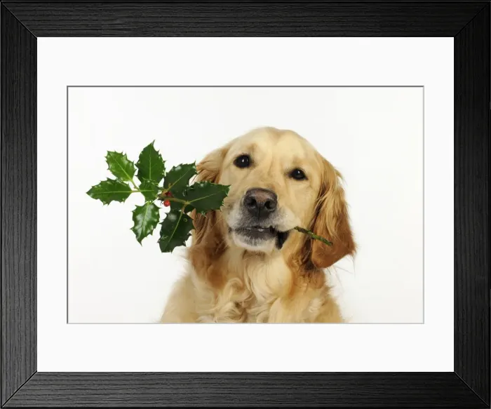 Framed Print : DOG. Golden retriever holding holly (head shot) Framed Print : DOG. Golden retriever holding holly (head shot)