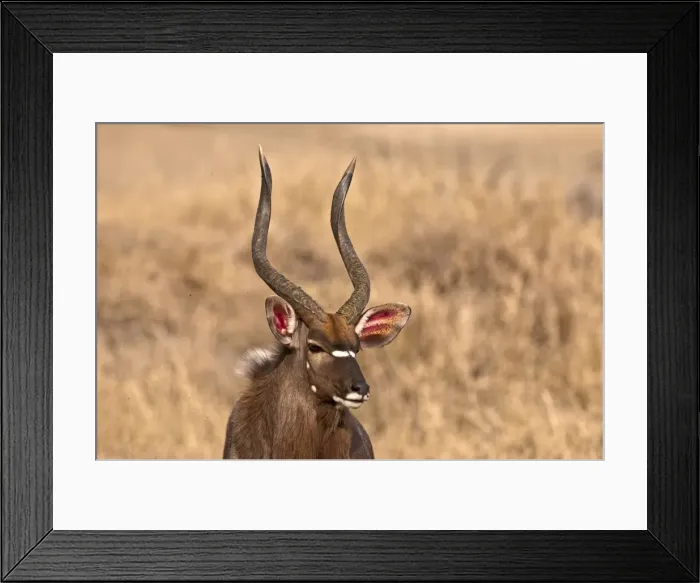 Framed Print : Nyala - portrait of head and antlers - Sabi Sands Game Reserve - South Africa Framed Print : Nyala - portrait of head and antlers - Sabi Sands Game Reserve - South Africa