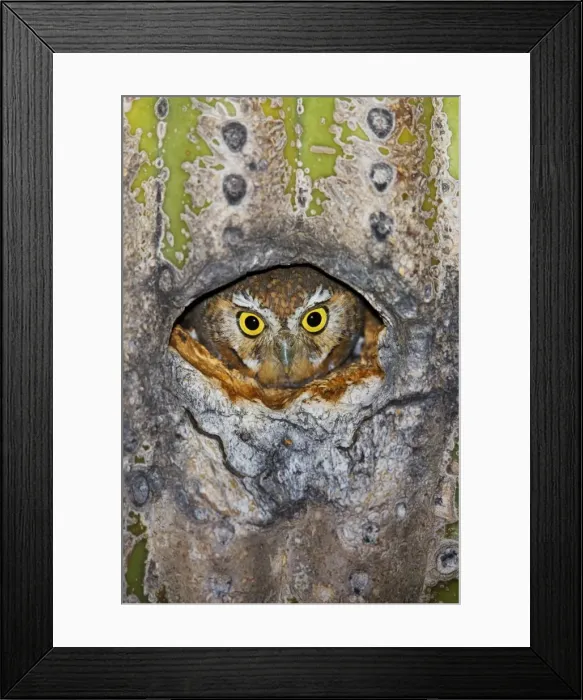 Framed Print : Elf Owl - in nest cavity in Saguaro (Carnegiea gigantea) Southeast Arizona in March. USA Framed Print : Elf Owl - in nest cavity in Saguaro (Carnegiea gigantea) Southeast Arizona in March. USA