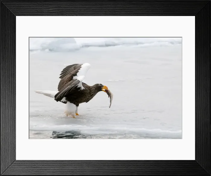 Framed Print : Steller's Sea Eagle - with fish in bill and wings raised standing on ice floe - Hokkaido Island - Japan Framed Print : Steller's Sea Eagle - with fish in bill and wings raised standing on ice floe - Hokkaido Island - Japan