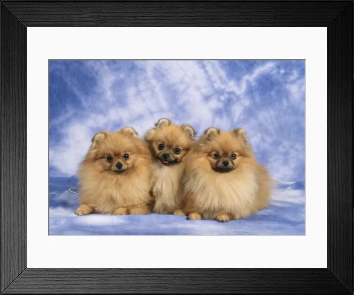Framed Print : Pomeranian Dog JD 8249 © John Daniels  /  ARDEA LONDON