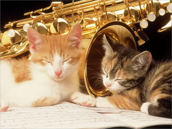 Cat - kittens with music and saxophone