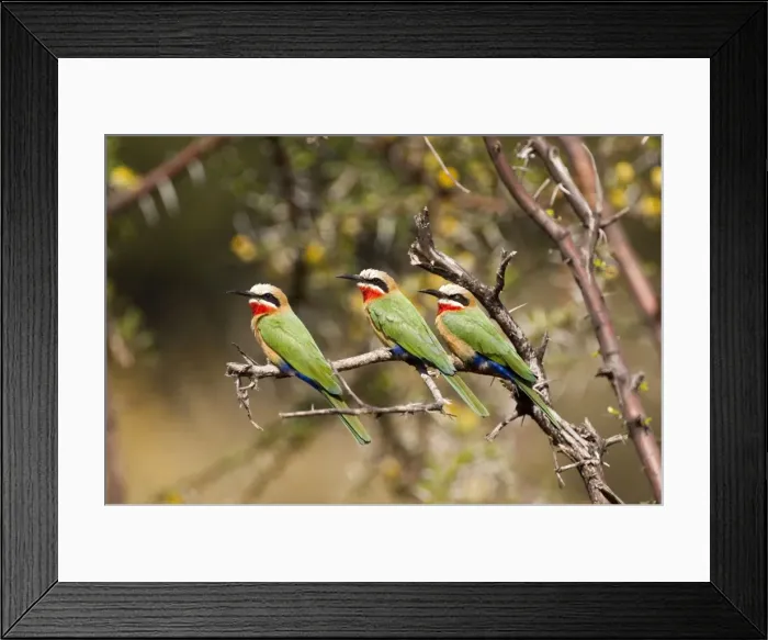 Framed Print : White-fronted Bee-eater - three sitting on branch - Mashatu Game Reserve - Botswana Framed Print : White-fronted Bee-eater - three sitting on branch - Mashatu Game Reserve - Botswana