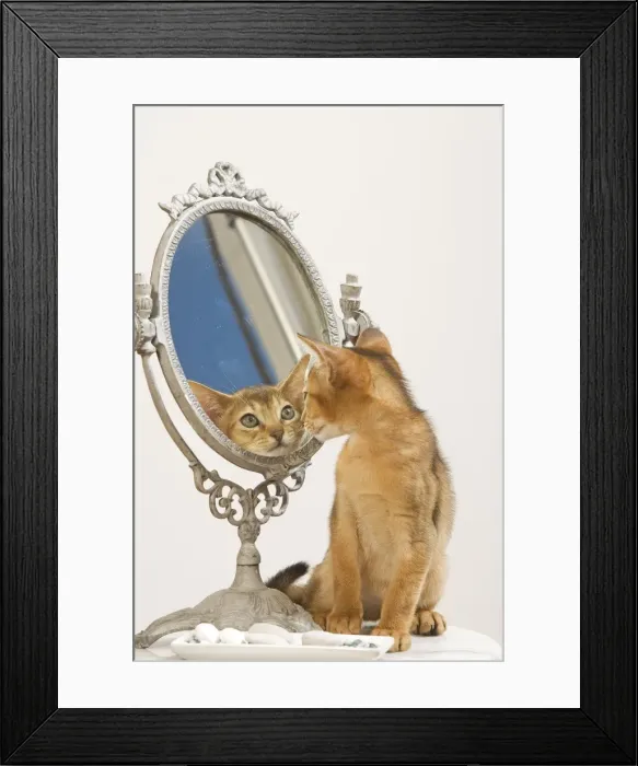 Framed Print : Cat - Ruddy Abyssinian looking in mirror Framed Print : Cat - Ruddy Abyssinian looking in mirror