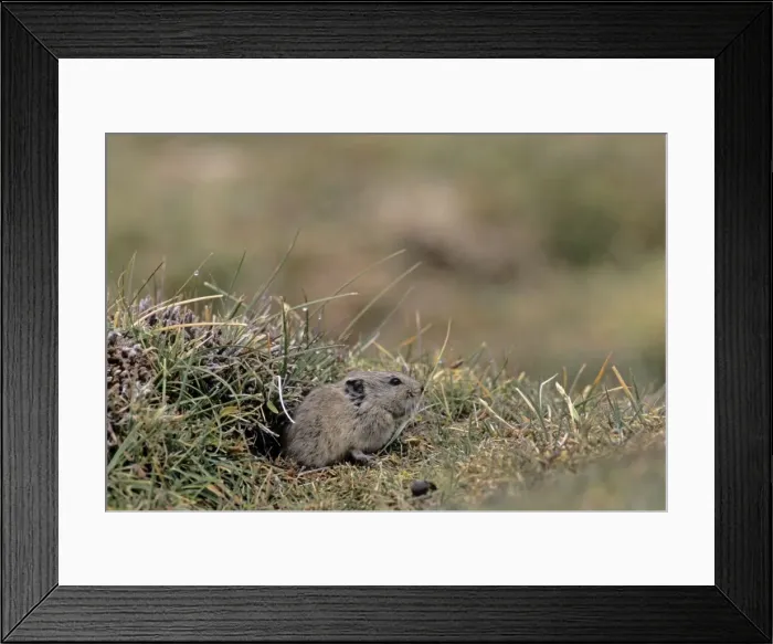 Framed Print : Royle's Vole. Ladakh - Jammu and Kashmir - India. At Yaya Tso at 4, 600 meters Framed Print : Royle's Vole. Ladakh - Jammu and Kashmir - India. At Yaya Tso at 4, 600 meters