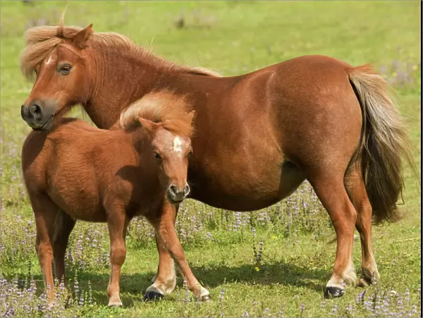 Shetland Pony - Mother and foal