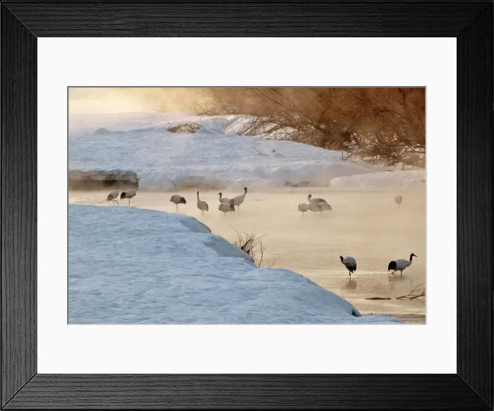 Framed Print : Red-crowned Crane - group in early morning light - at river roost site - Kushiro - Hokkaido Island - Japan Framed Print : Red-crowned Crane - group in early morning light - at river roost site - Kushiro - Hokkaido Island - Japan