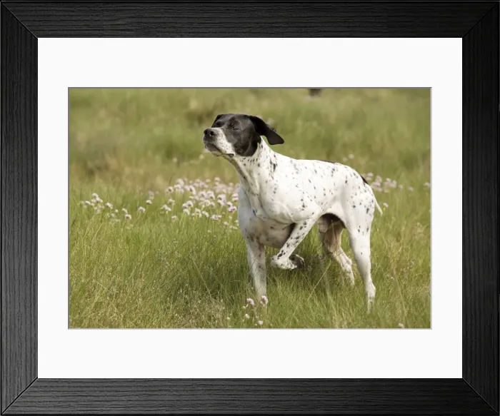 Framed Print : Dog - Pointer - pointing Framed Print : Dog - Pointer - pointing