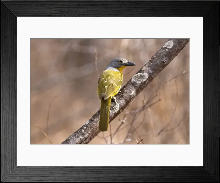 Framed Print : Greyheaded Bush Shrike - on branch back view - Sabi Sands Game Reserve - South Africa