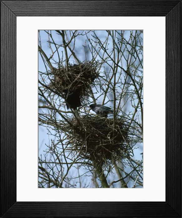 Framed Print : Rook - at roost Framed Print : Rook - at roost