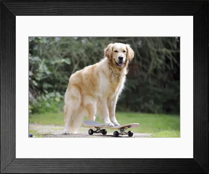 Framed Print : DOG. Golden retriever on skateboard Framed Print : DOG. Golden retriever on skateboard