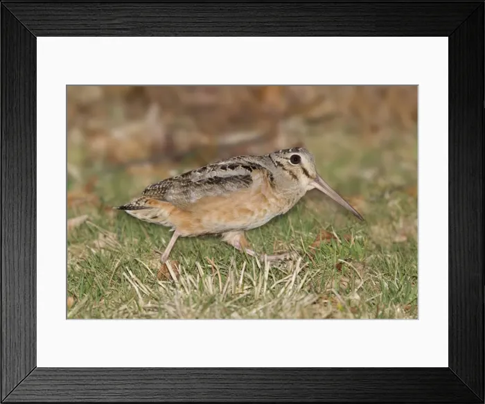 Framed Print : American Woodcock, on breeding territory during courtship. CT in March. USA Framed Print : American Woodcock, on breeding territory during courtship. CT in March. USA