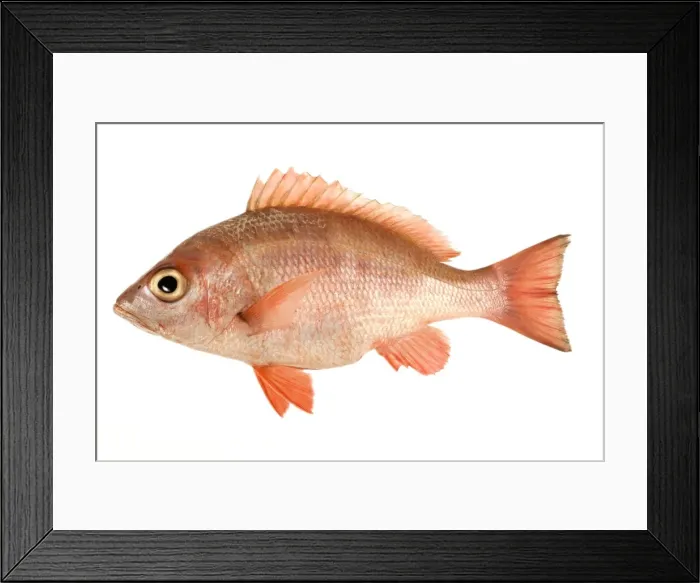 Framed Print : Fish - Red Snapper in studio Framed Print : Fish - Red Snapper in studio