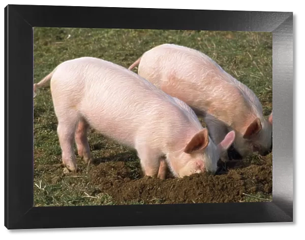 Pig - piglets digging in ground
