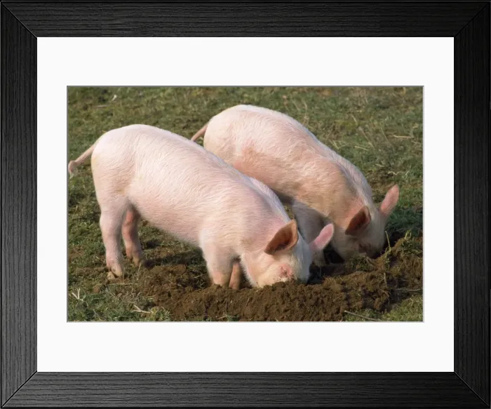 Framed Print : Pig - piglets digging in ground Framed Print : Pig - piglets digging in ground