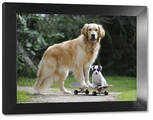 DOG. Golden retriever and parson jack russell terrier puppy on skateboard