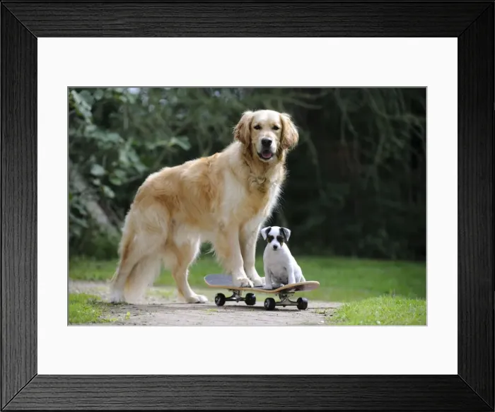 Framed Print : DOG. Golden retriever and parson jack russell terrier puppy on skateboard Framed Print : DOG. Golden retriever and parson jack russell terrier puppy on skateboard