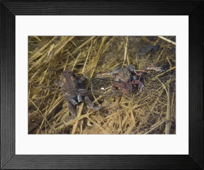 Framed Print : American Toads mating. Connecticut in early April, USA Framed Print : American Toads mating. Connecticut in early April, USA