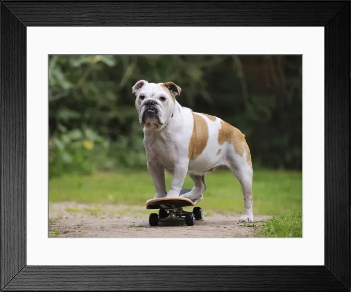 Framed Print : DOG. Bulldog on skateboard Framed Print : DOG. Bulldog on skateboard
