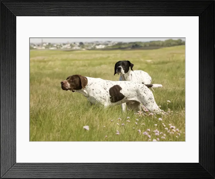 Framed Print : Dog - Pointers Framed Print : Dog - Pointers