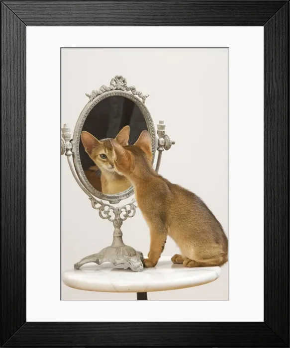 Framed Print : Cat - Ruddy Abyssinian looking in mirror Framed Print : Cat - Ruddy Abyssinian looking in mirror