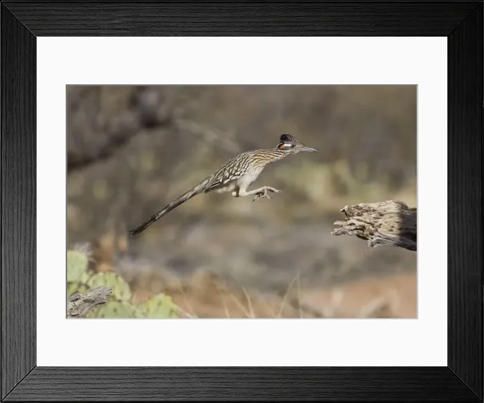 Framed Print : Greater Roadrunner. Southeastern Arizona in March. USA Framed Print : Greater Roadrunner. Southeastern Arizona in March. USA