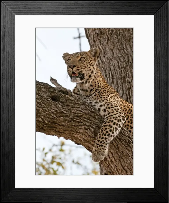 Framed Print : Leopard - resting on branch - Sabi Sands Game Reserve - South Africa Framed Print : Leopard - resting on branch - Sabi Sands Game Reserve - South Africa