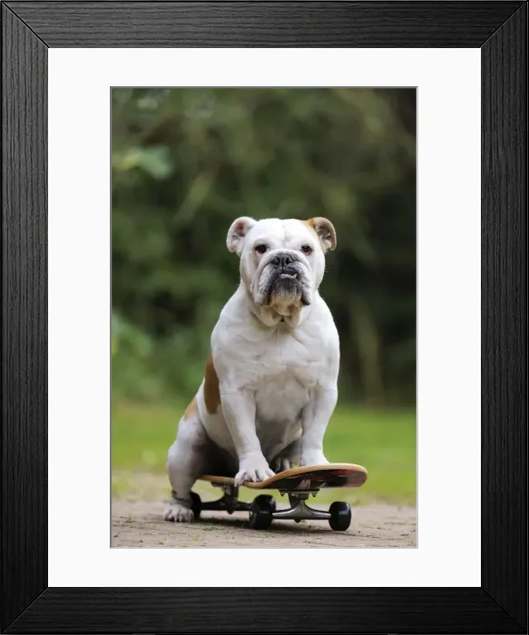Framed Print : DOG. Bulldog on skateboard Framed Print : DOG. Bulldog on skateboard