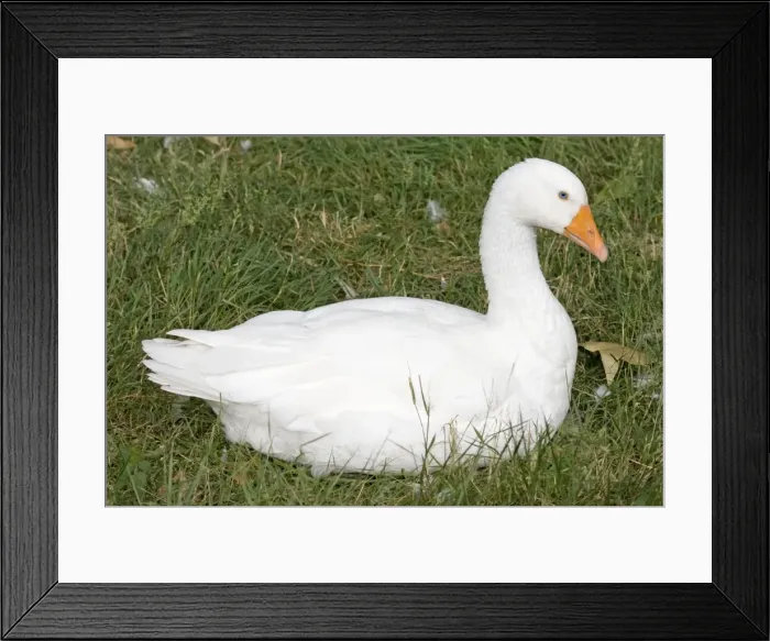 Framed Print : Domestic White Goose - UK Framed Print : Domestic White Goose - UK