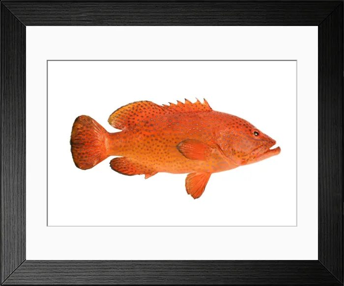 Framed Print : Fish - Grouper in studio Framed Print : Fish - Grouper in studio