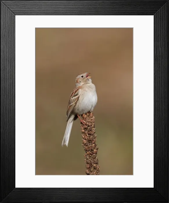 Framed Print : Field Sparrow. On spring time breeding territory. Connecticut in April Framed Print : Field Sparrow. On spring time breeding territory. Connecticut in April