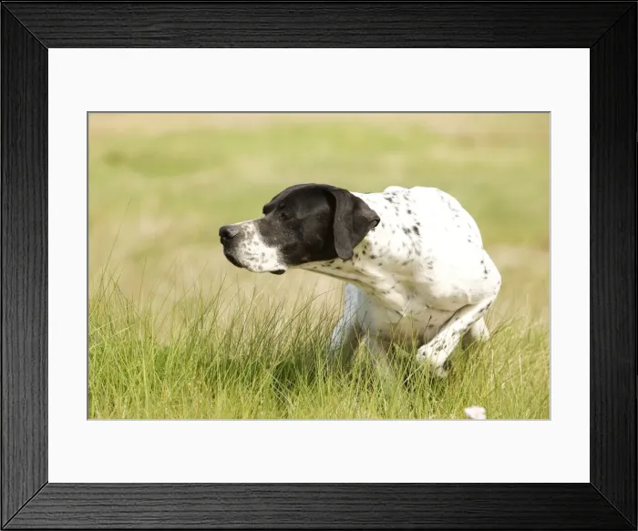 Framed Print : Dog - Pointer - pointing Framed Print : Dog - Pointer - pointing