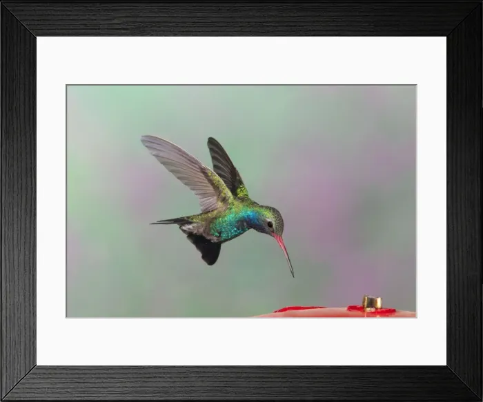 Framed Print : Broad-billed Hummingbird. Adult male. Southeast Arizona in March Framed Print : Broad-billed Hummingbird. Adult male. Southeast Arizona in March