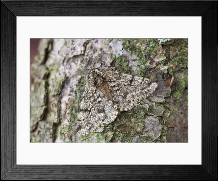 Framed Print : Brindled Beauty - resting on tree trunk - Noth Lincolnshire - England Framed Print : Brindled Beauty - resting on tree trunk - Noth Lincolnshire - England