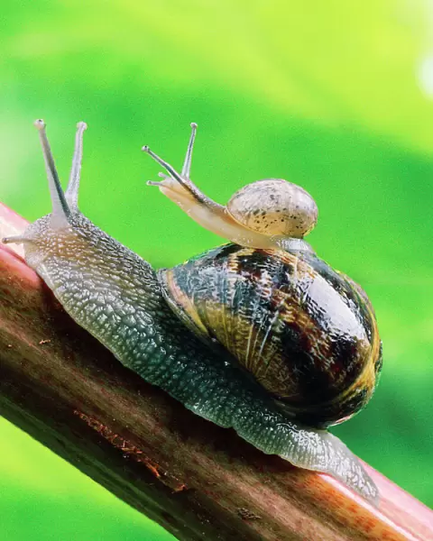 Garden Snail - adult with baby on its back Digital Manipulation: enhanced colour, lightened background