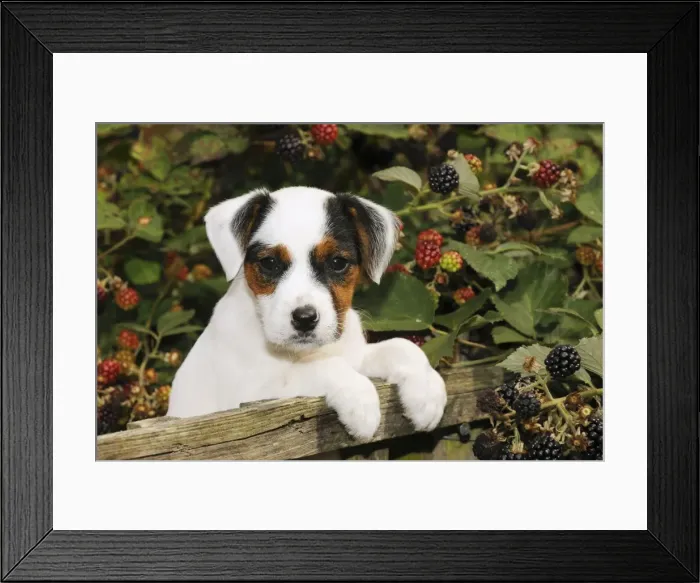 Framed Print : DOG. Parson jack russell terrier puppy looking over fence Framed Print : DOG. Parson jack russell terrier puppy looking over fence