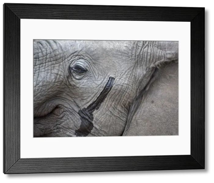 Framed Print : African Elephant - close up of head showing musth gland - Kruger National Park - South Africa Framed Print : African Elephant - close up of head showing musth gland - Kruger National Park - South Africa