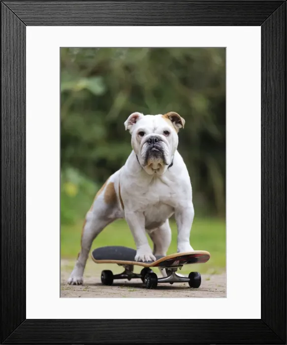 Framed Print : DOG. Bulldog on skateboard Framed Print : DOG. Bulldog on skateboard