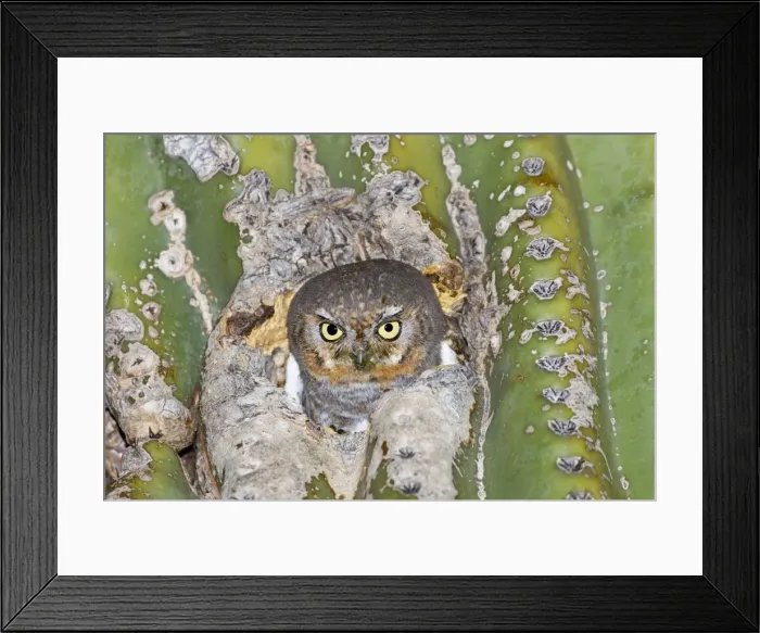 Framed Print : Elf Owl. In nest cavity in saguaro, Carnegiea gigantea. Southeast Arizona in March. USA Framed Print : Elf Owl. In nest cavity in saguaro, Carnegiea gigantea. Southeast Arizona in March. USA